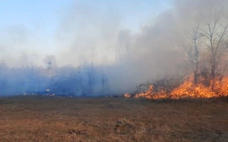 Hirkan Milli Parkında yanğın oldu