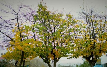 “Qırmızı Kitab”a düşən ağacları kəsən şəxsə cinayət işi açıldı