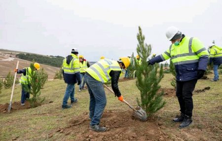 Cənab Prezidentin 60 illik yubileyi münasibətilə "Kristal Abşeron" tərəfindən ağacəkmə aksiyası həyata keçirilib