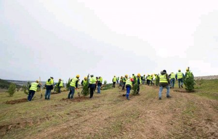 Cənab Prezidentin 60 illik yubileyi münasibətilə "Kristal Abşeron" tərəfindən ağacəkmə aksiyası həyata keçirilib