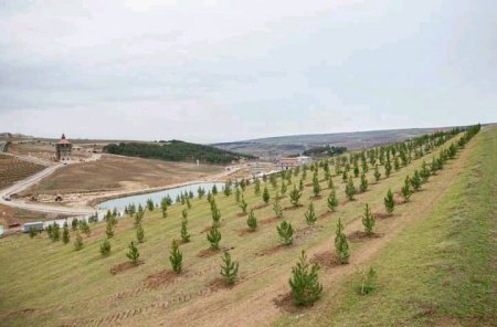 Cənab Prezidentin 60 illik yubileyi münasibətilə "Kristal Abşeron" tərəfindən ağacəkmə aksiyası həyata keçirilib