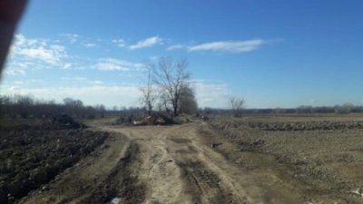 Deputat Azər Kərimli Qaxda ağacların soyqırımını davam etdirir – Foto