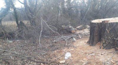 Deputat Azər Kərimli Qaxda ağacların soyqırımını davam etdirir – Foto