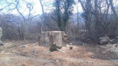 Deputat Azər Kərimli Qaxda ağacların soyqırımını davam etdirir – Foto