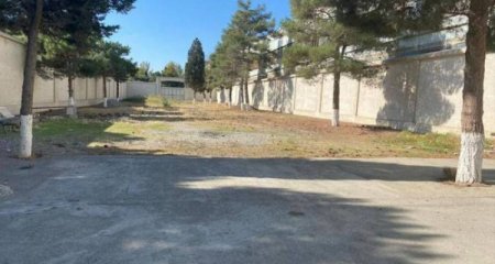 Eks deputat ağacları kəsdirdi, İDEA nəzarətə götürdü