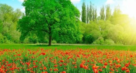 Sabah havanın temperaturu 37 dərəcəyədək artacaq