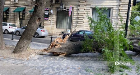 Güclü külək paytaxtda ağacları aşırdı