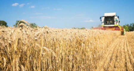 Ərzaqlıq buğdanın dövlət tədarük qiyməti müəyyən edilib