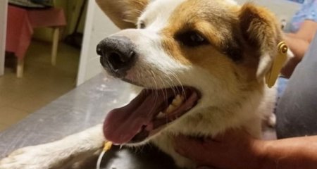 İnsandan heyvana ilk meymunçiçəyinə yoluxma halı qeydə alınıb