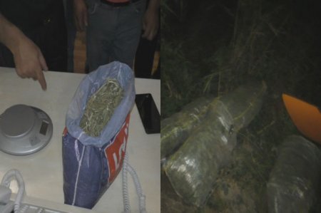 Ağdaşda narkotik becərib-satanlar saxlanıldılar - FOTO