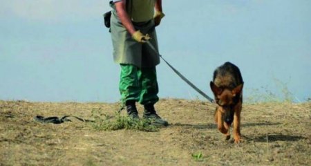 ABŞ Azərbaycana minaaxtaran itlər göndərəcək