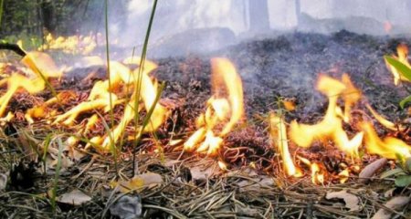 Altıağac Milli Parkında yanğın başlayıb