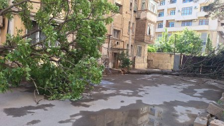 Yasamalda ağacların kökündən qopması ilə bağlı MÜƏMMA... - Külək, yoxsa MTK?