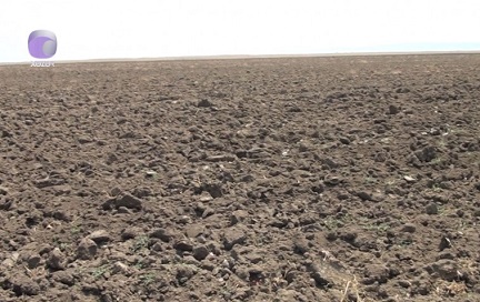 Azərbaycanda 100-lərlə hektar ərazi bu səbəbdən becərilmir - VİDEO Azərbaycanda 100-lərlə hektar ərazi bu səbəbdən becərilmir - VİDEO