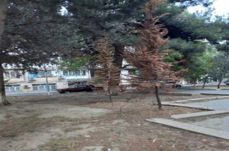 Leyla Əliyeva abadlaşdırdı, “Smartdom” MMC məhv etdi – Ölkə rəhbərliyinə ŞOK məktub .Sakinlər  dövlət qurumlarından və Leyla xanımdan kömək gözləyir...